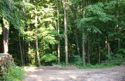 Wald